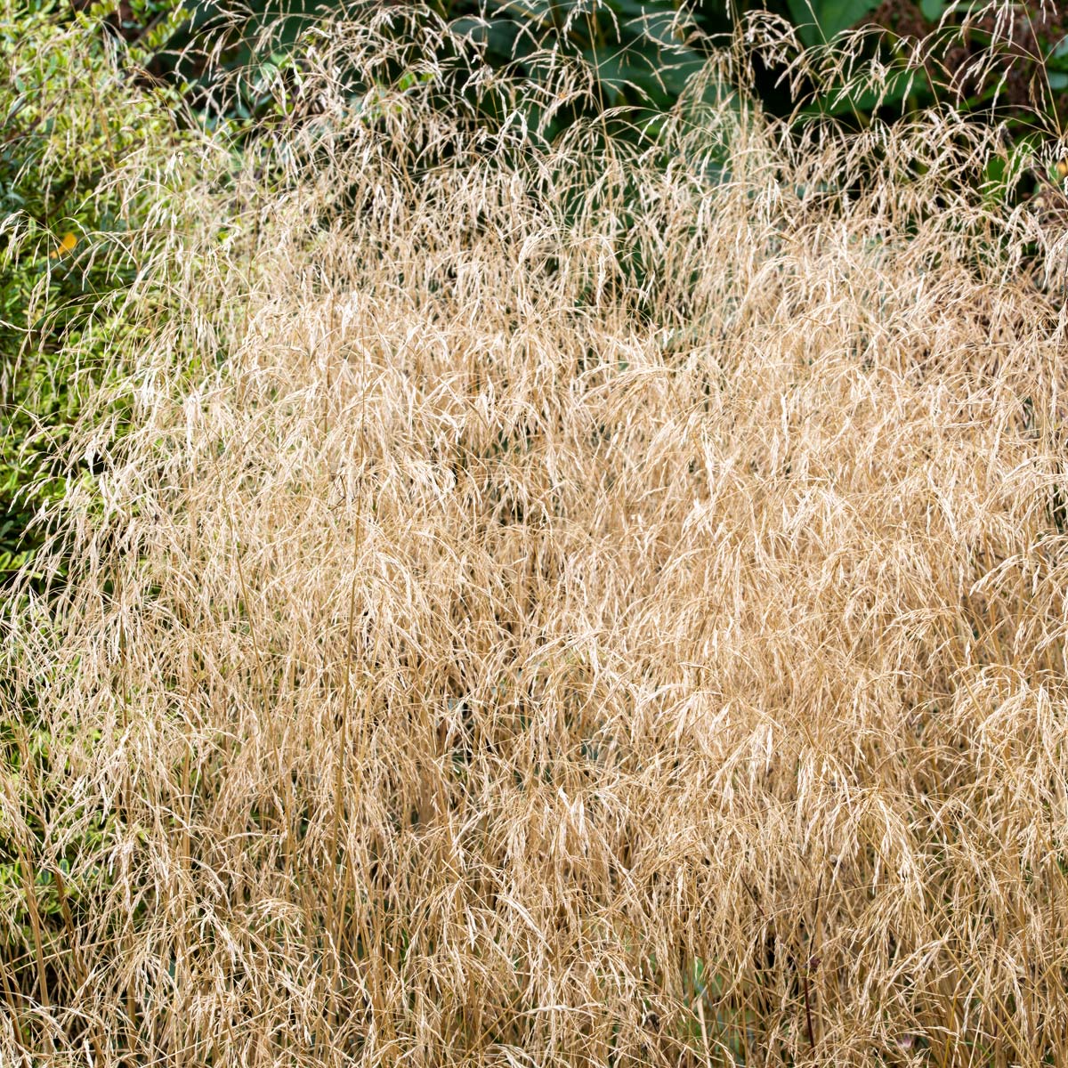 Deschampsia cespitosa 'Goldtau' (Tufted Hair Grass)