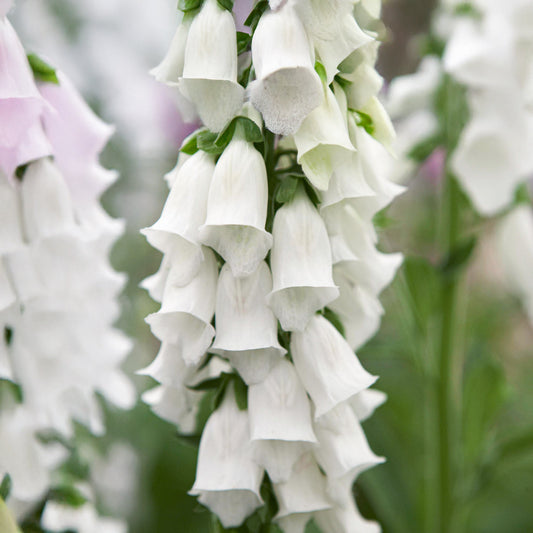 Digitalis purpurea 'Snow Thimble'