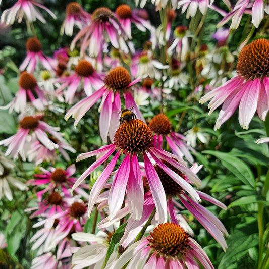 Echinacea 'Pretty Parasols'