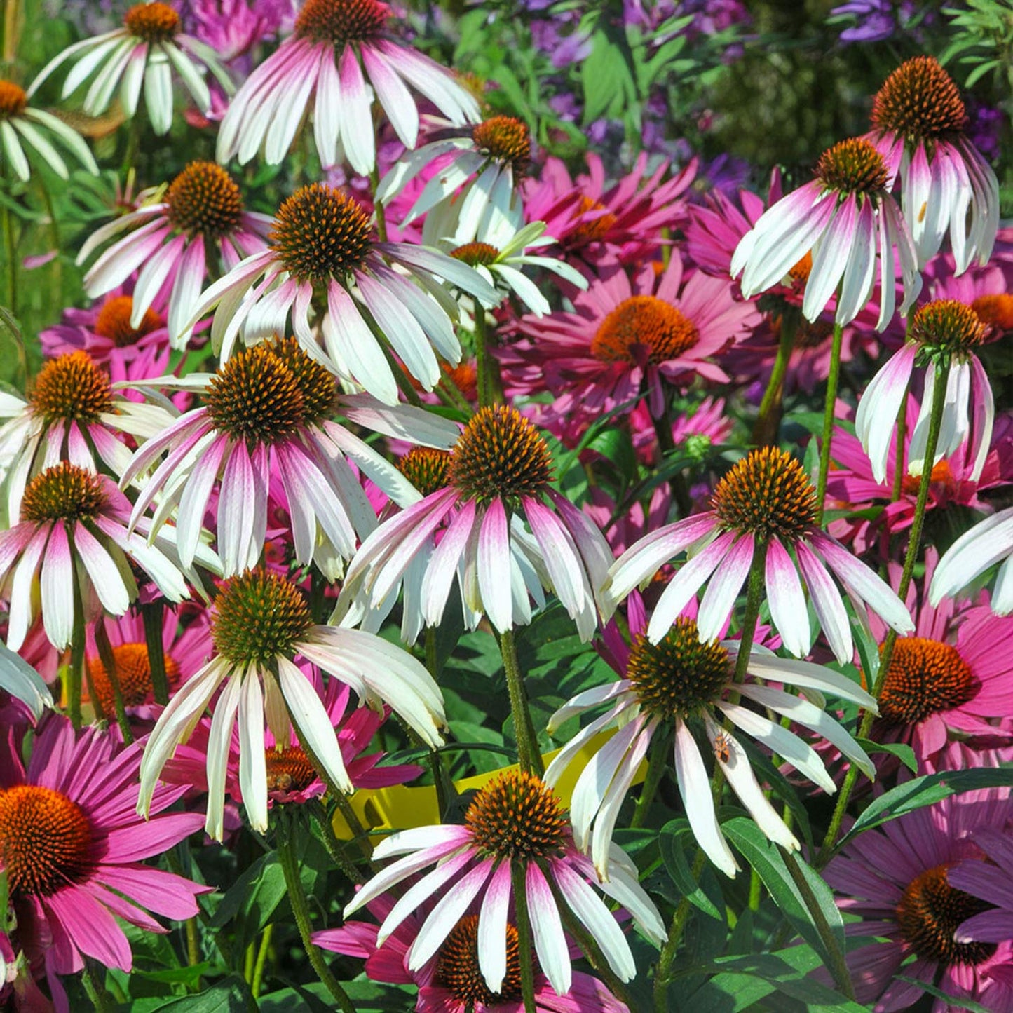 Echinacea 'Pretty Parasols'