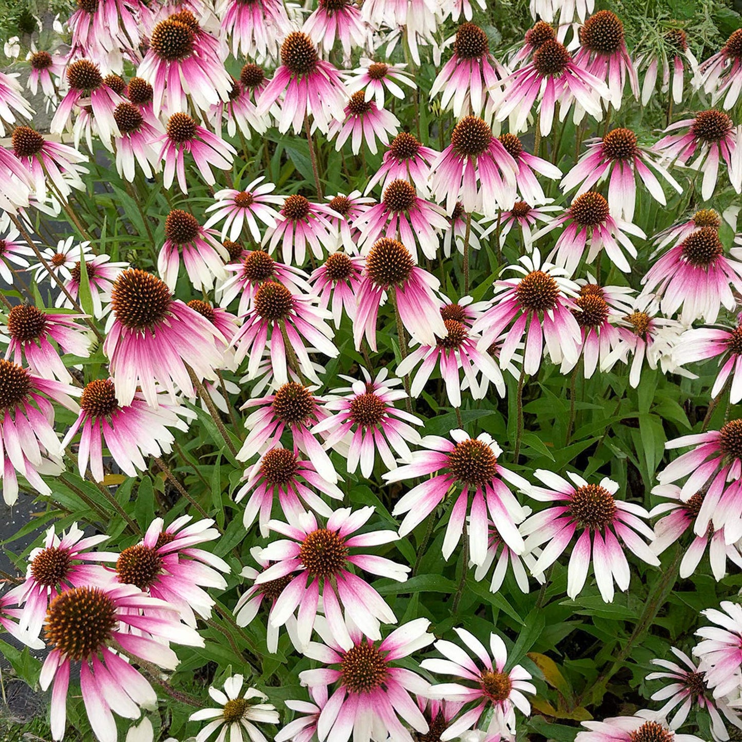 Echinacea 'Pretty Parasols'