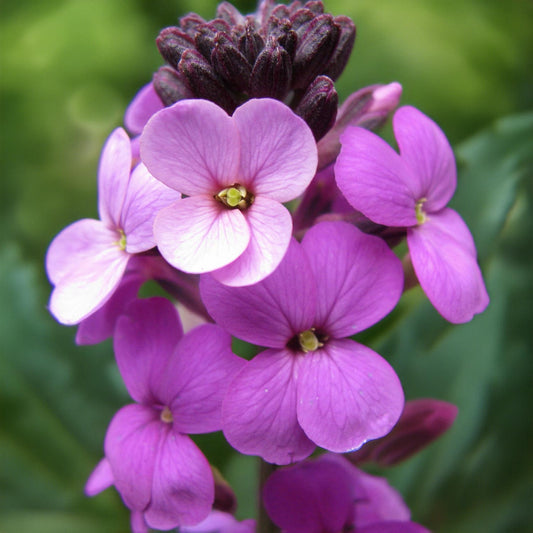 Erysimum 'Bowles's Mauve'