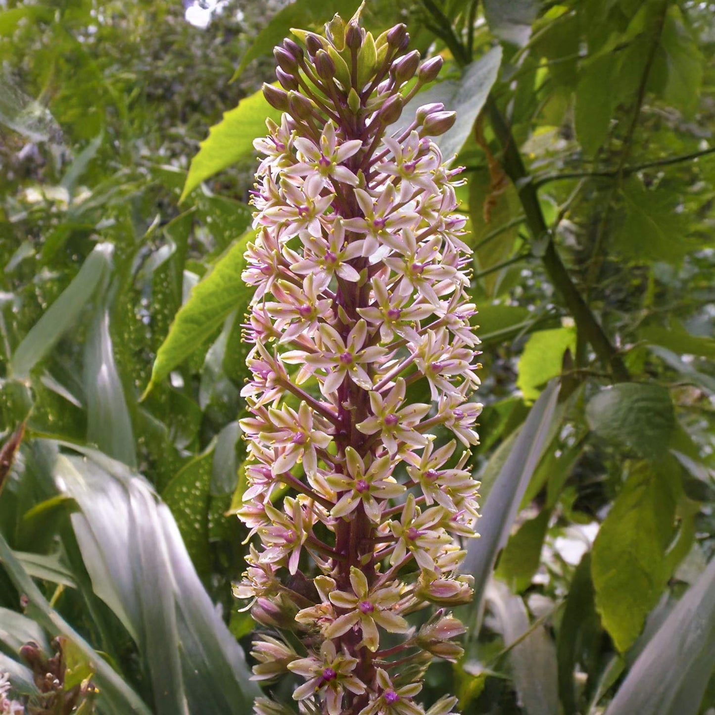 Eucomis comosa 'Sparkling Burgundy'