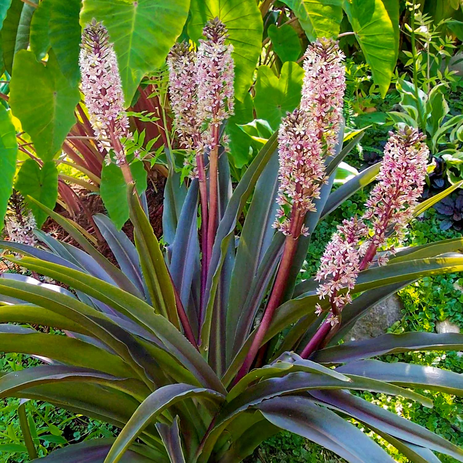 Eucomis comosa 'Sparkling Burgundy'