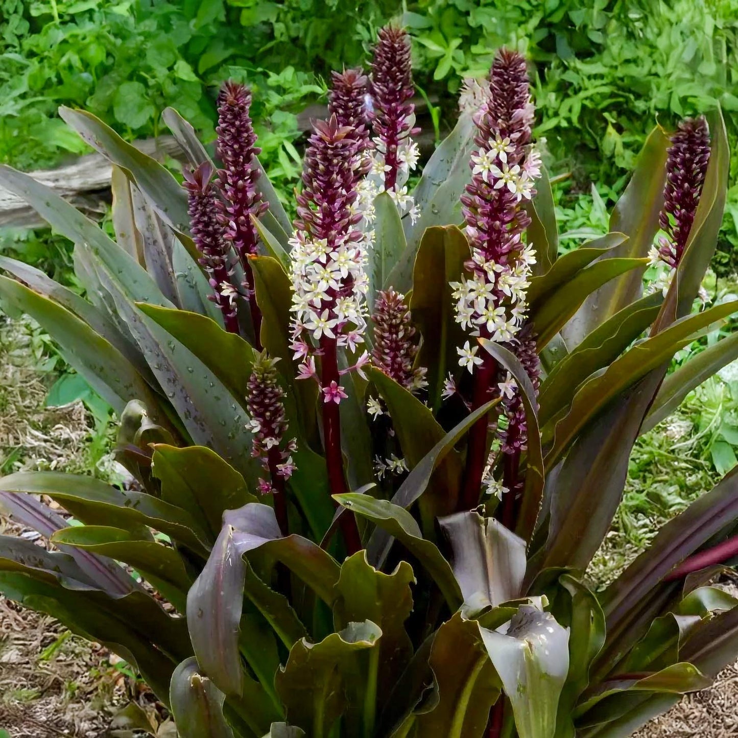 Eucomis comosa 'Sparkling Burgundy'