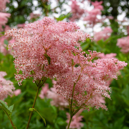 Filipendula rubra 'Venusta'