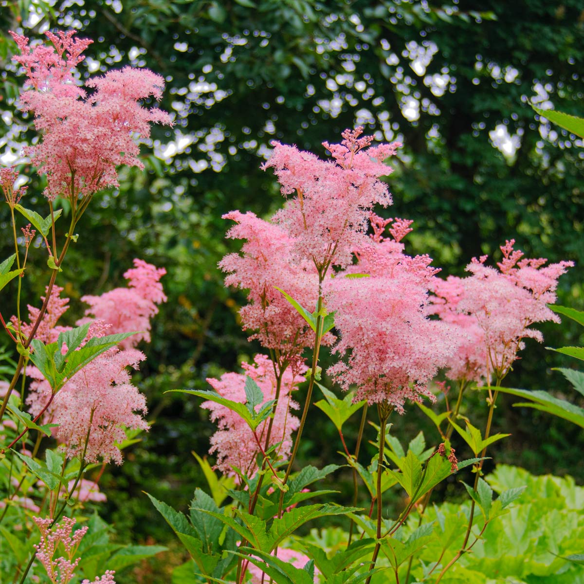 Filipendula rubra 'Venusta'