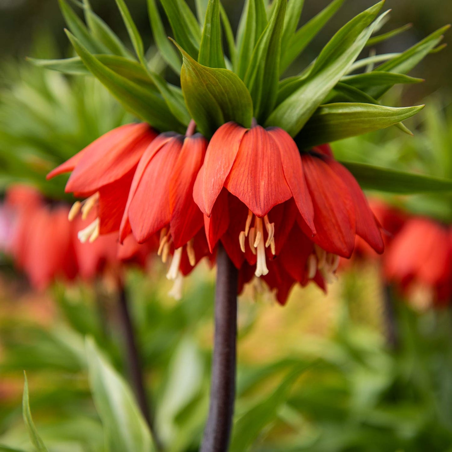 Fritillaria imperialis 'Rubra Maxima'