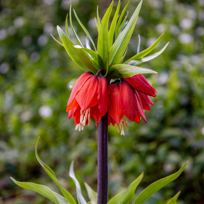 Fritillaria imperialis 'Rubra Maxima'