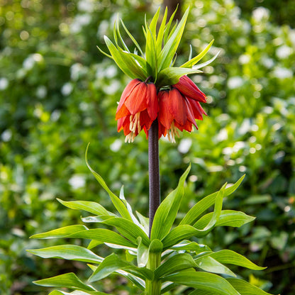 Fritillaria imperialis 'Rubra Maxima'