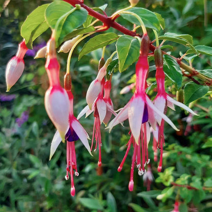 Fuchsia magellanica 'Arauco'