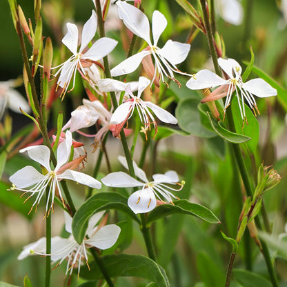 Oenothera lindheimeri 'The Bride' (Gaura lindheimeri 'The Bride')