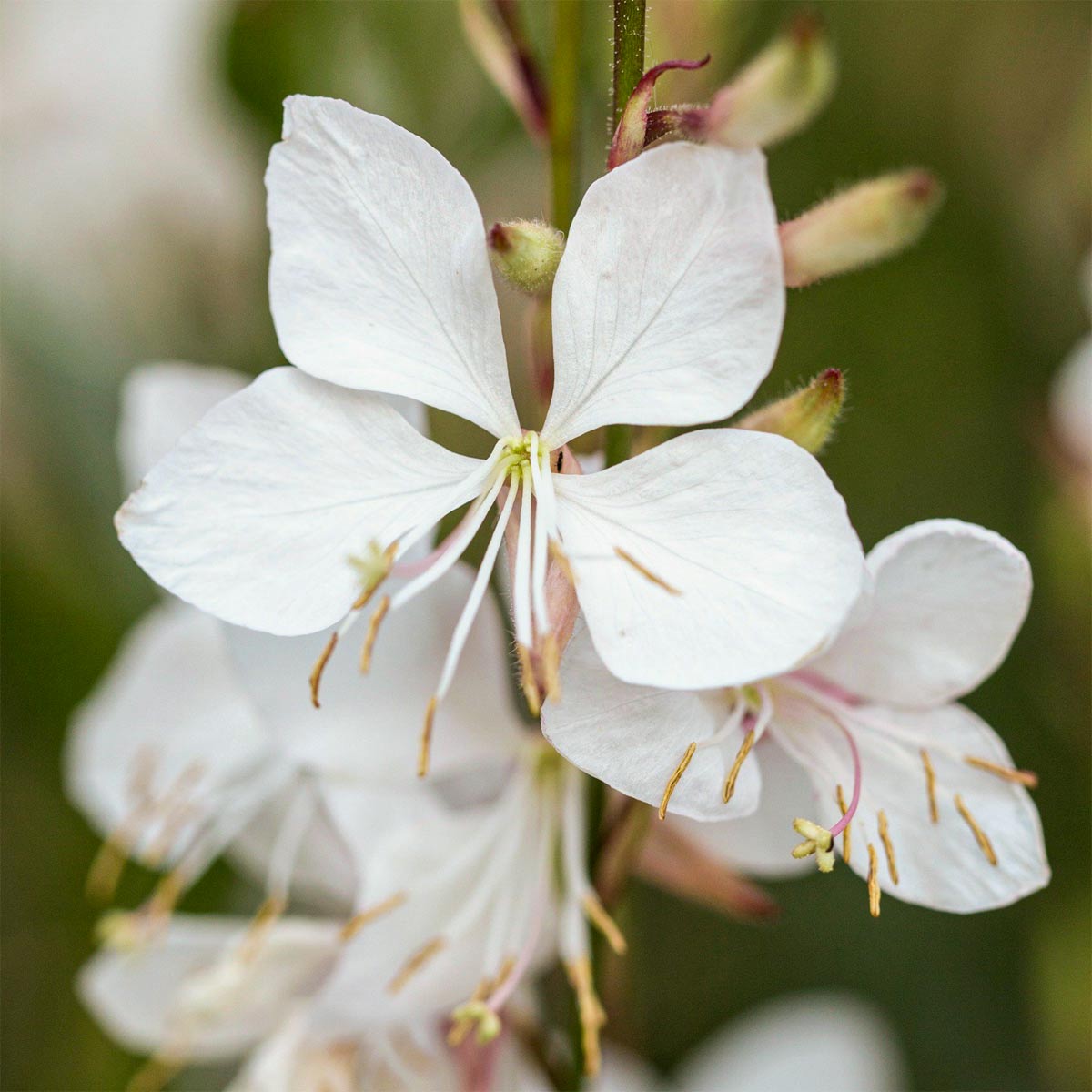 Oenothera lindheimeri 'The Bride' (Gaura lindheimeri 'The Bride')