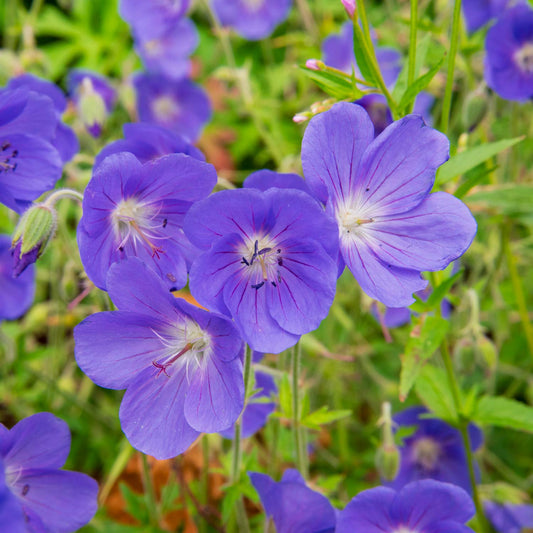 Geranium himalayense