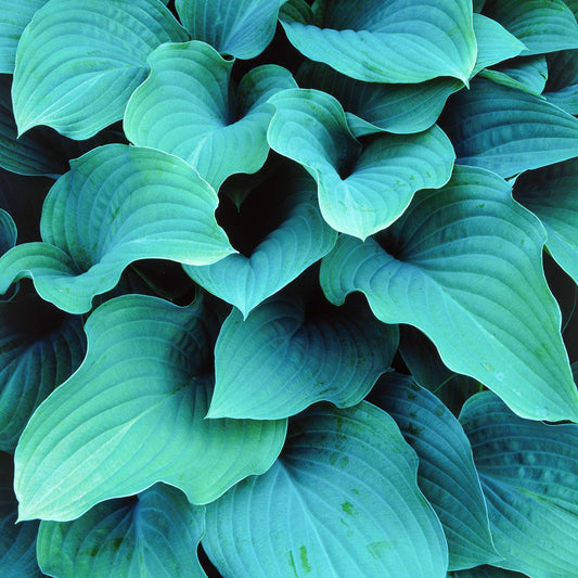 Hosta 'Krossa Regal'