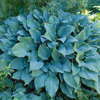 Hosta 'Krossa Regal'