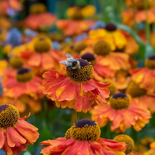 Bee on Helenium 'Sahin's Early Flowerer' at Barnsdale Gardens