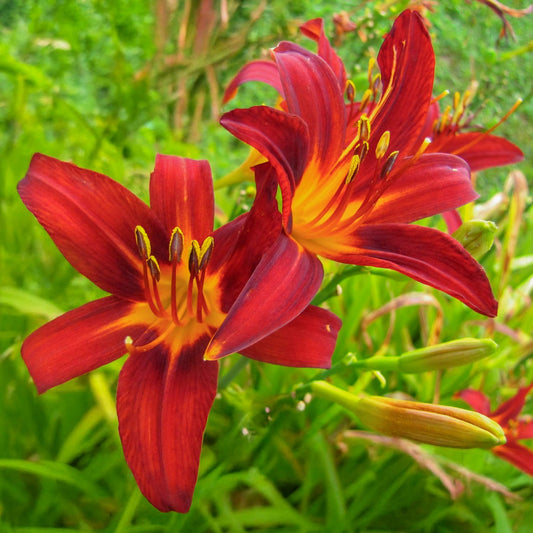 Hemerocallis 'Sammy Russell'