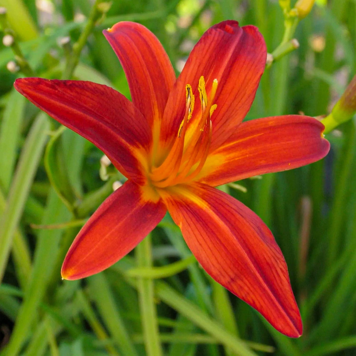 Hemerocallis 'Sammy Russell'