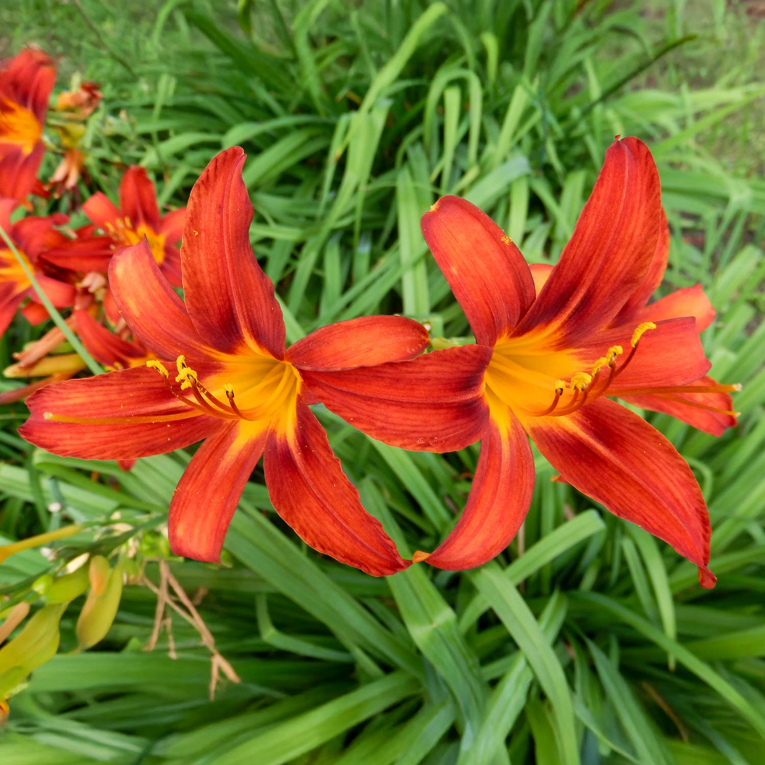 Hemerocallis 'Sammy Russell'