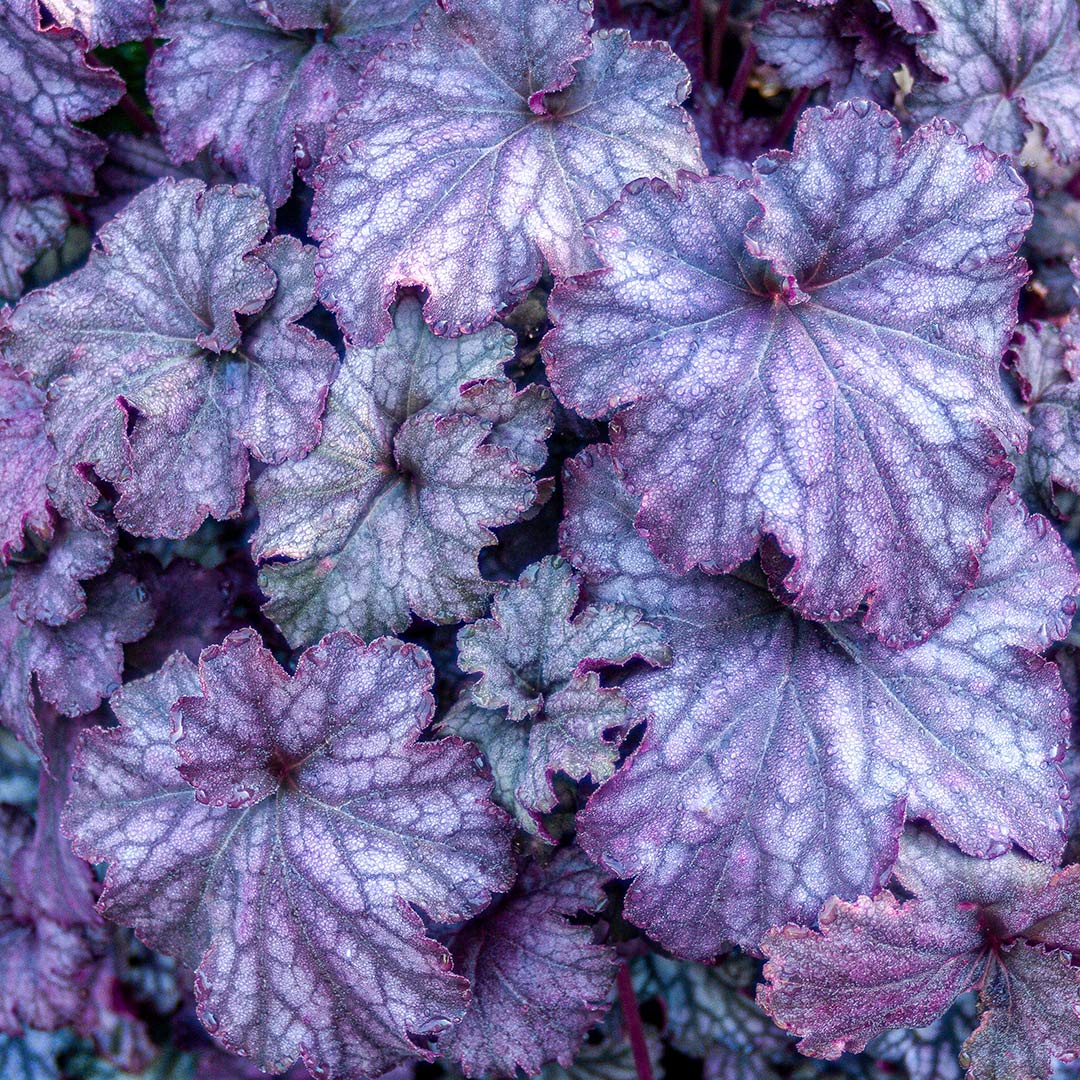 Heuchera 'Blackberry Jam'