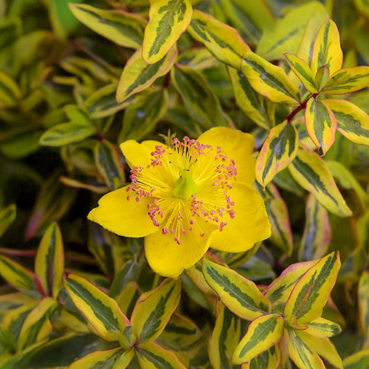 Hypericum x moserianum 'Little Misstery'