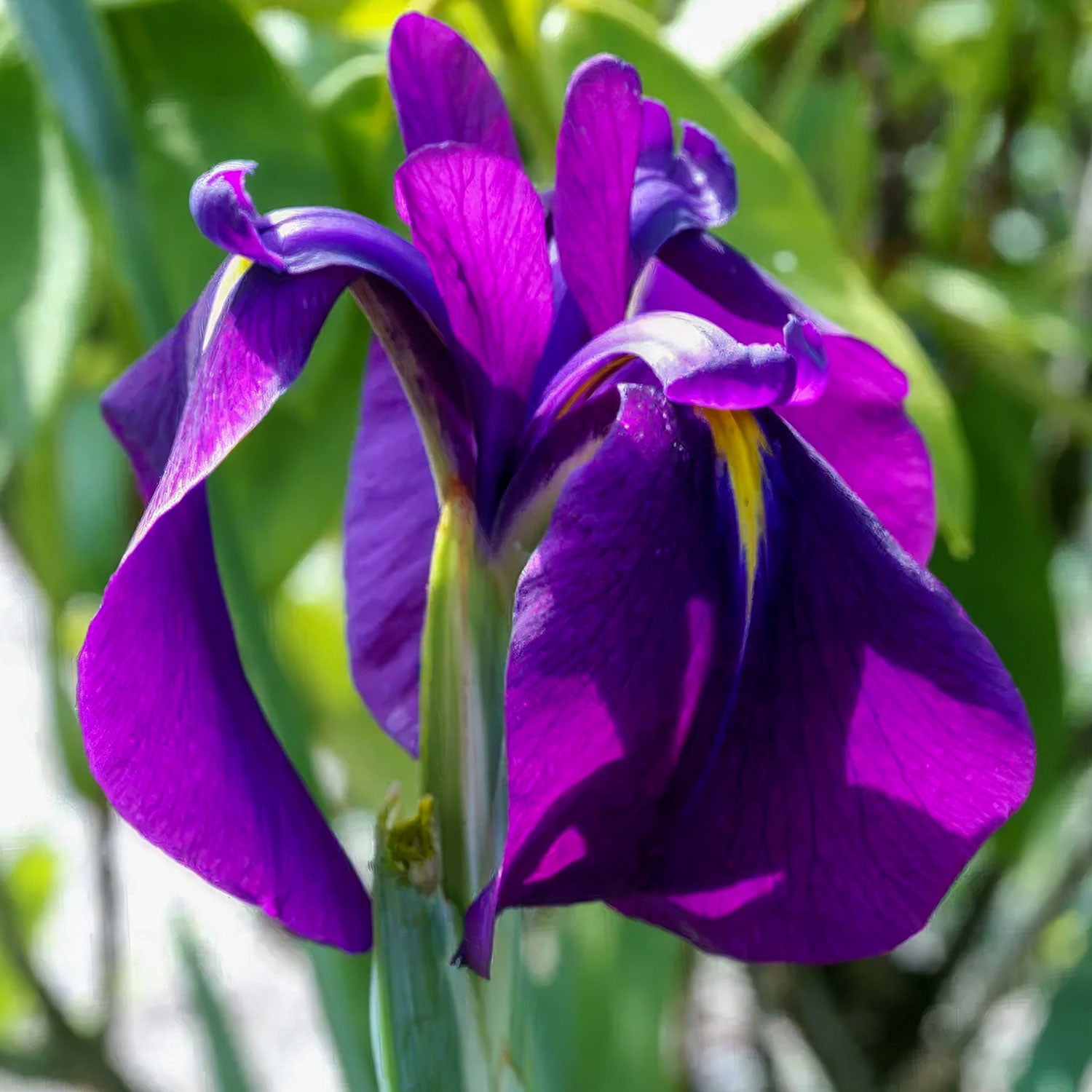 Iris ensata 'Variegata'. Close-up of a vibrant purple flower with green leaves in the background