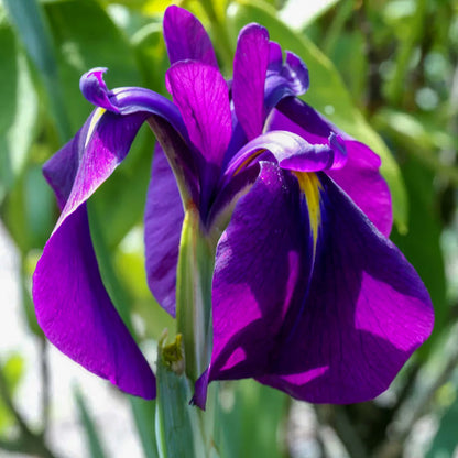 Iris ensata 'Variegata'. Close-up of a vibrant purple flower with green leaves in the background