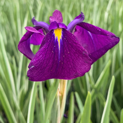 Iris ensata 'Variegata'
