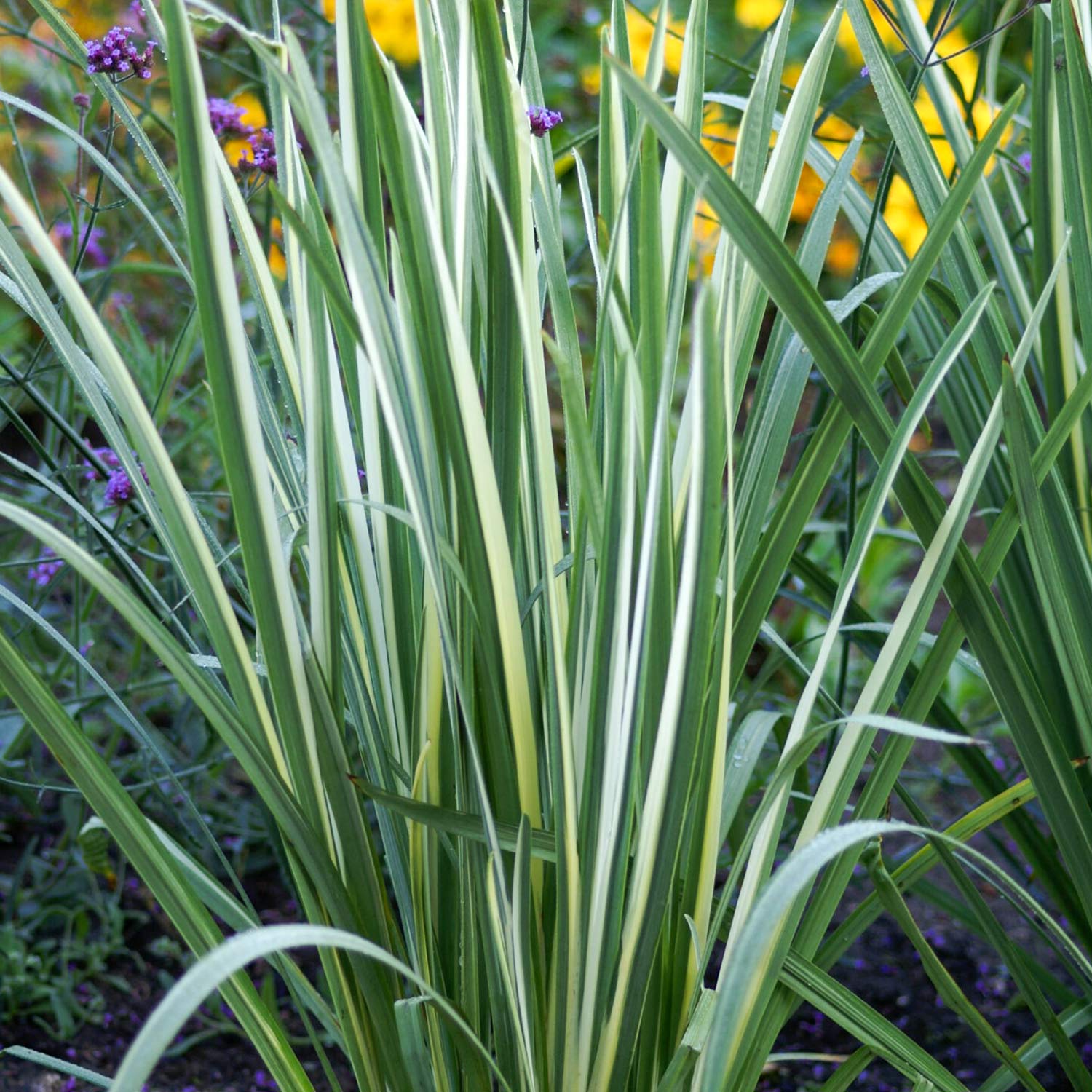 Variegated leaves of Iris ensata 'Variegata'