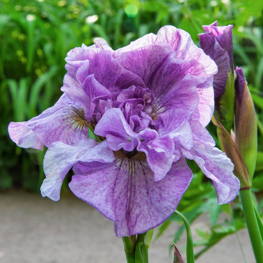 Iris sibirica 'Pink Parfait'