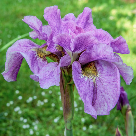 Iris sibirica 'Pink Parfait'