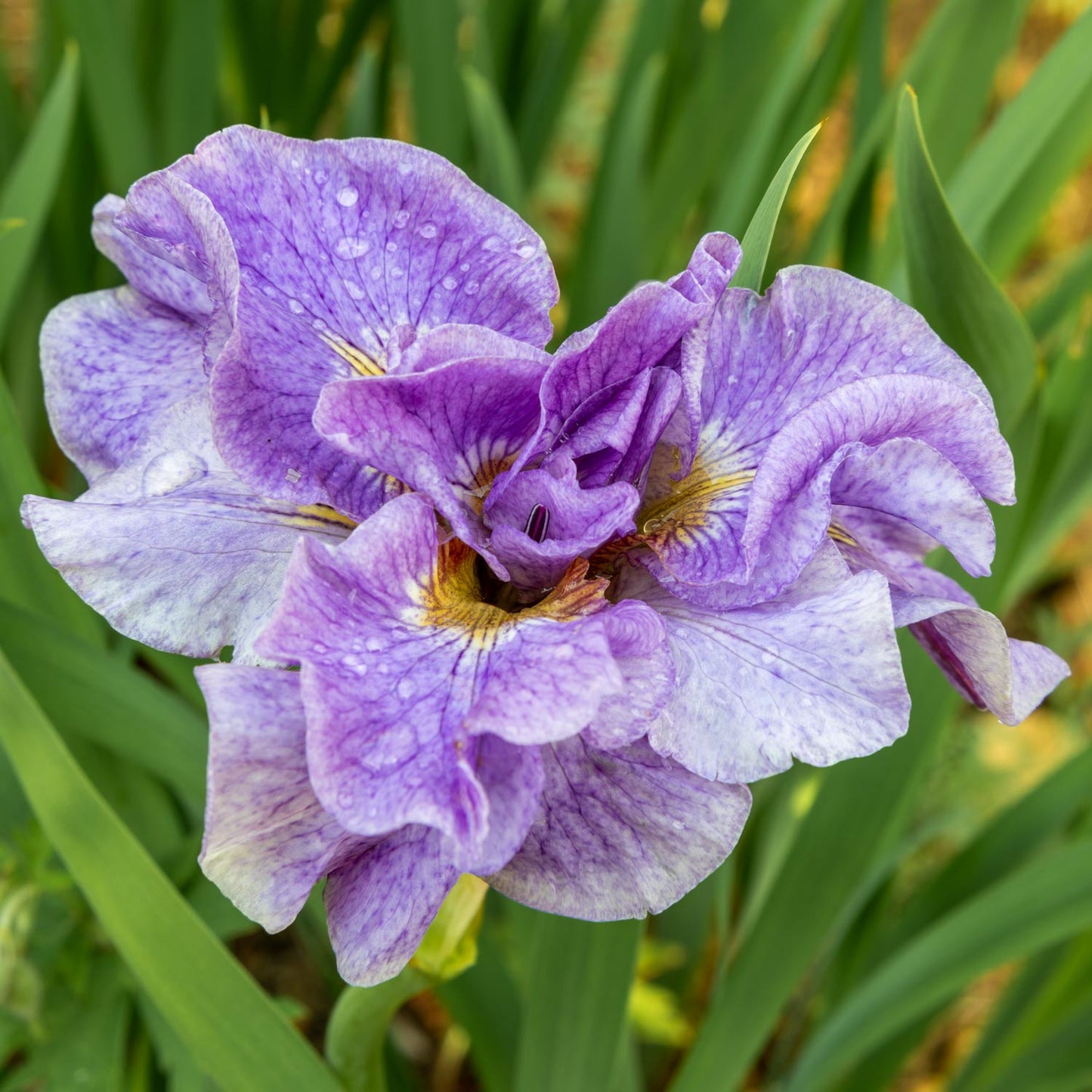 Iris sibirica 'Pink Parfait'