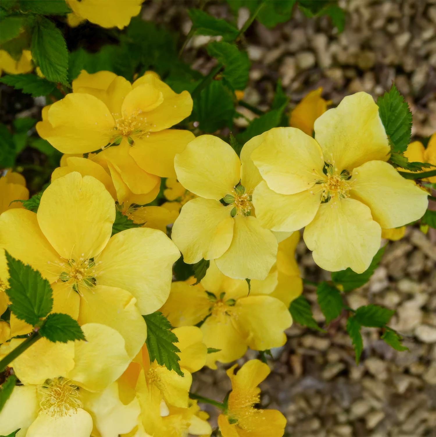 Kerria japonica 'Golden Guinea'