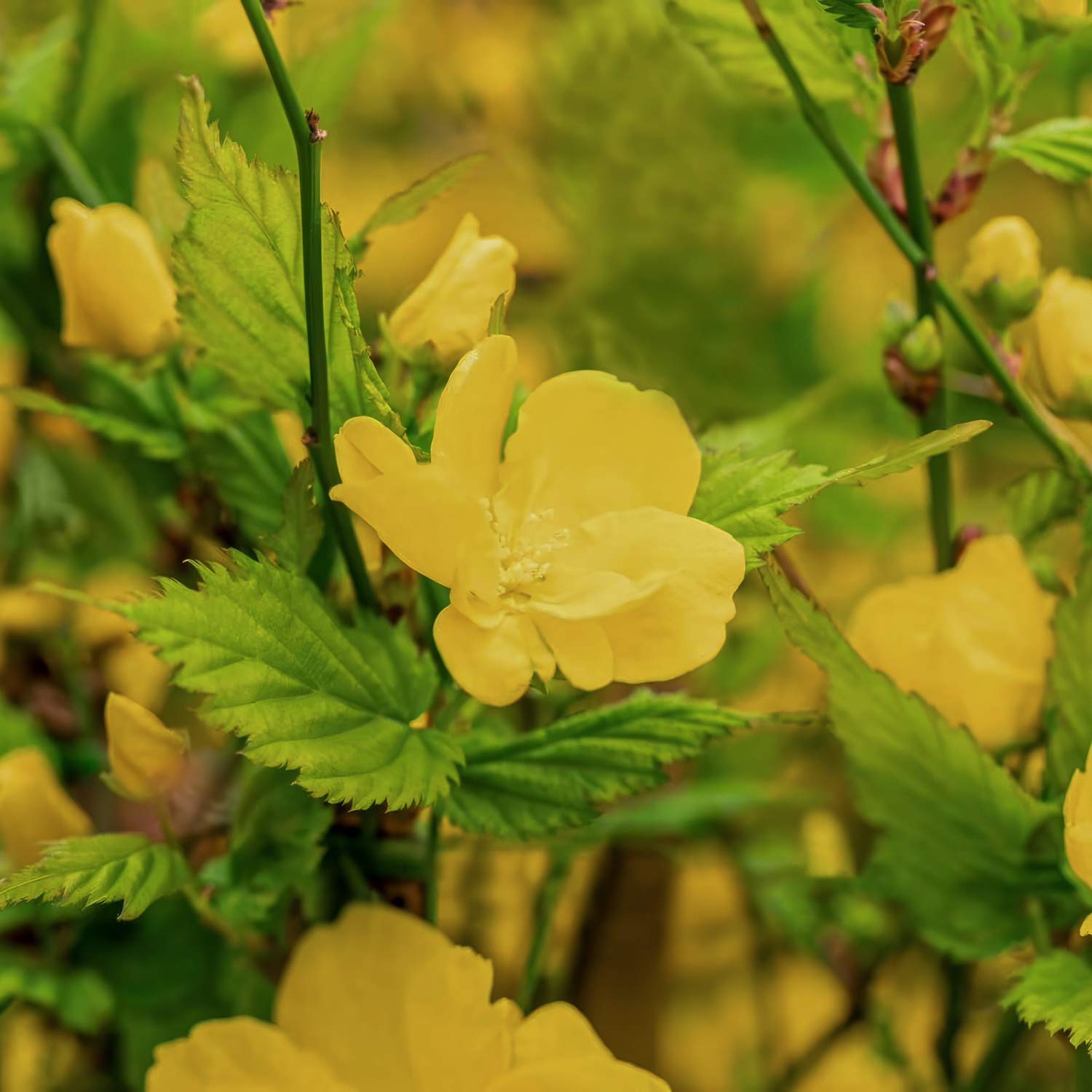 Kerria japonica 'Golden Guinea'