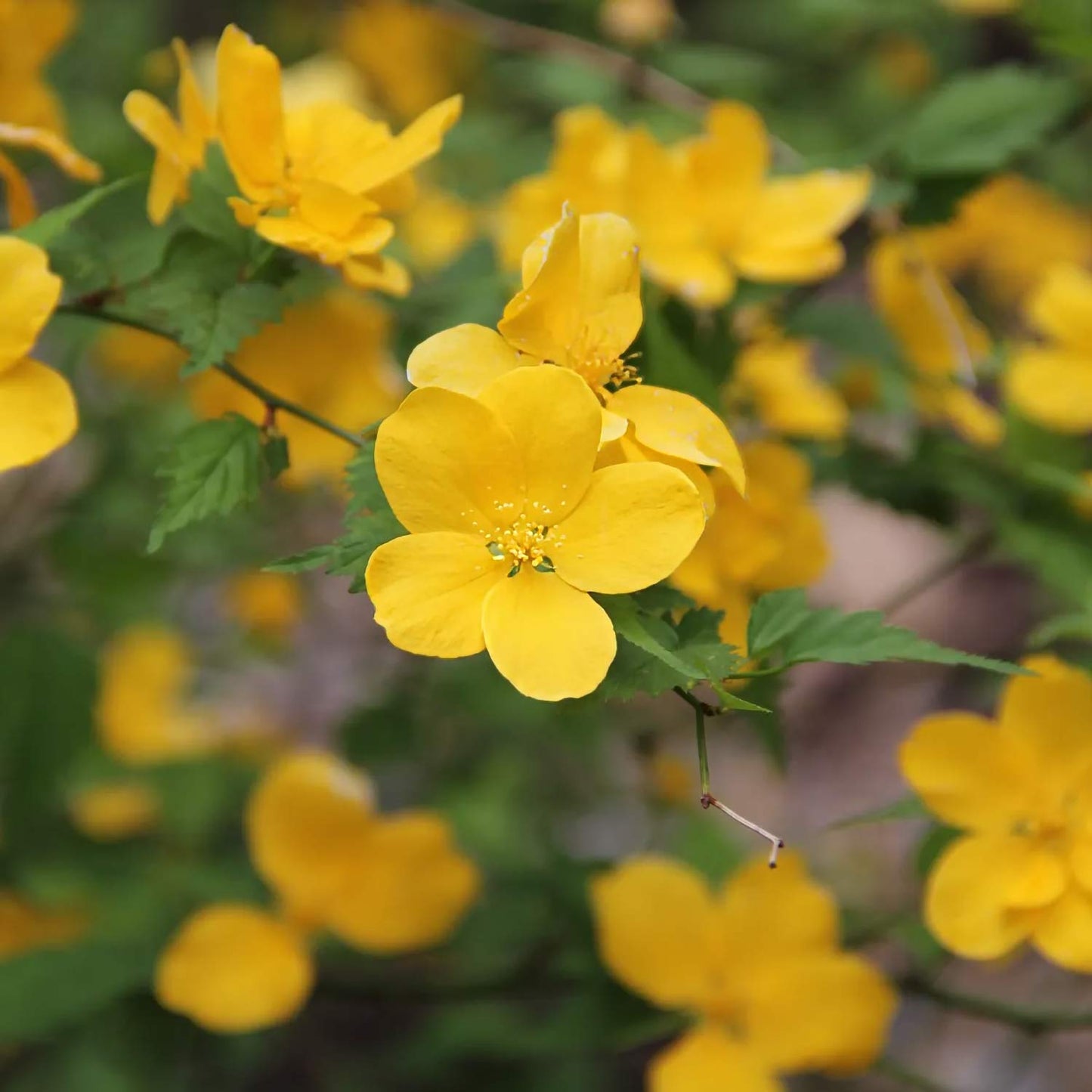 Kerria japonica 'Golden Guinea'