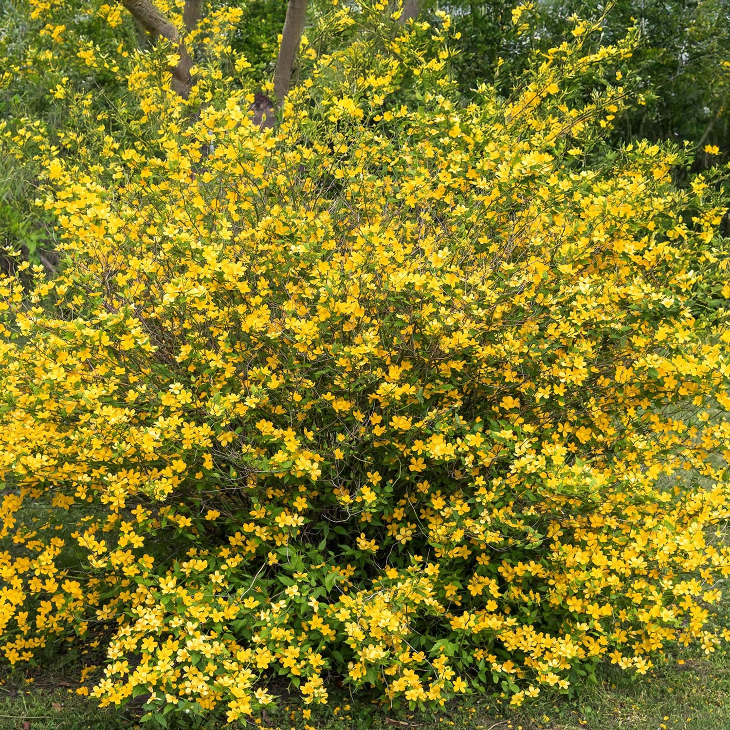 Kerria japonica 'Golden Guinea'