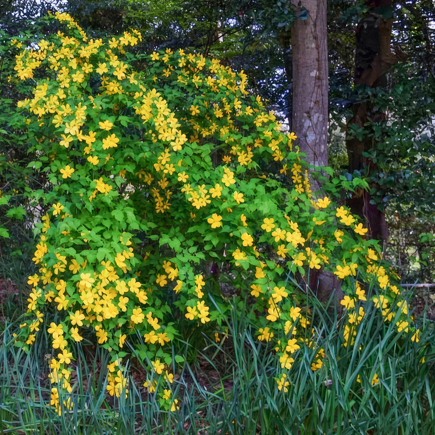 Kerria japonica 'Golden Guinea'