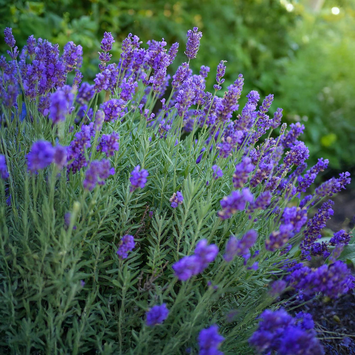 Lavandula x intermedia 'Dutch Group'