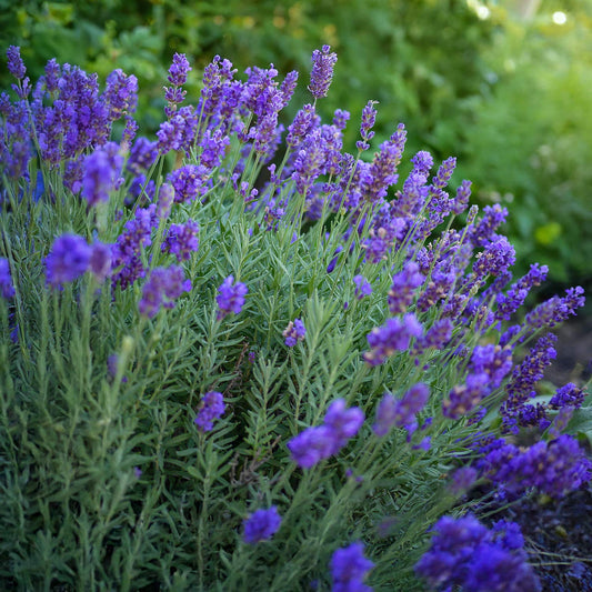 Lavandula x intermedia 'Dutch Group'