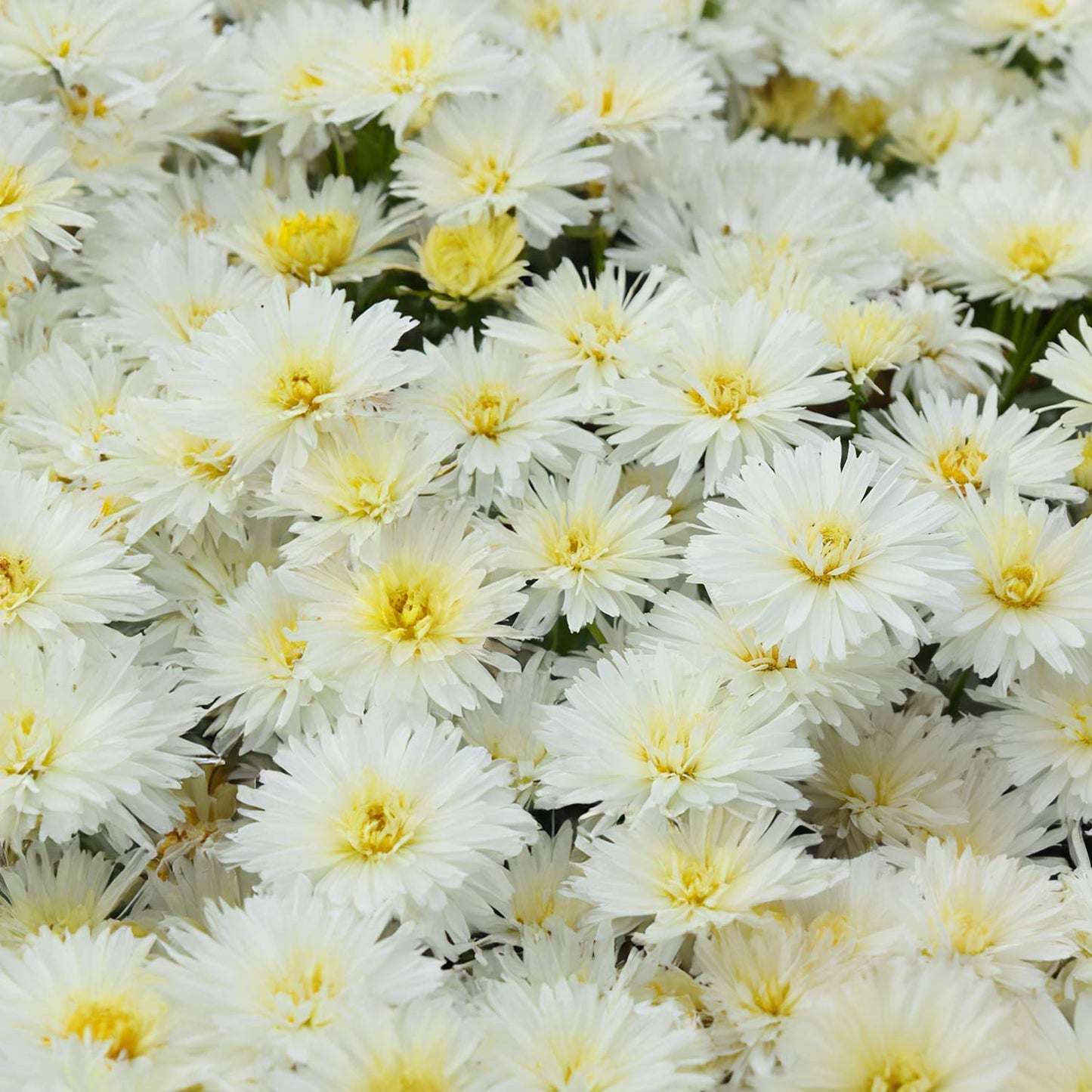 Leucanthemum 'Mount Hood'