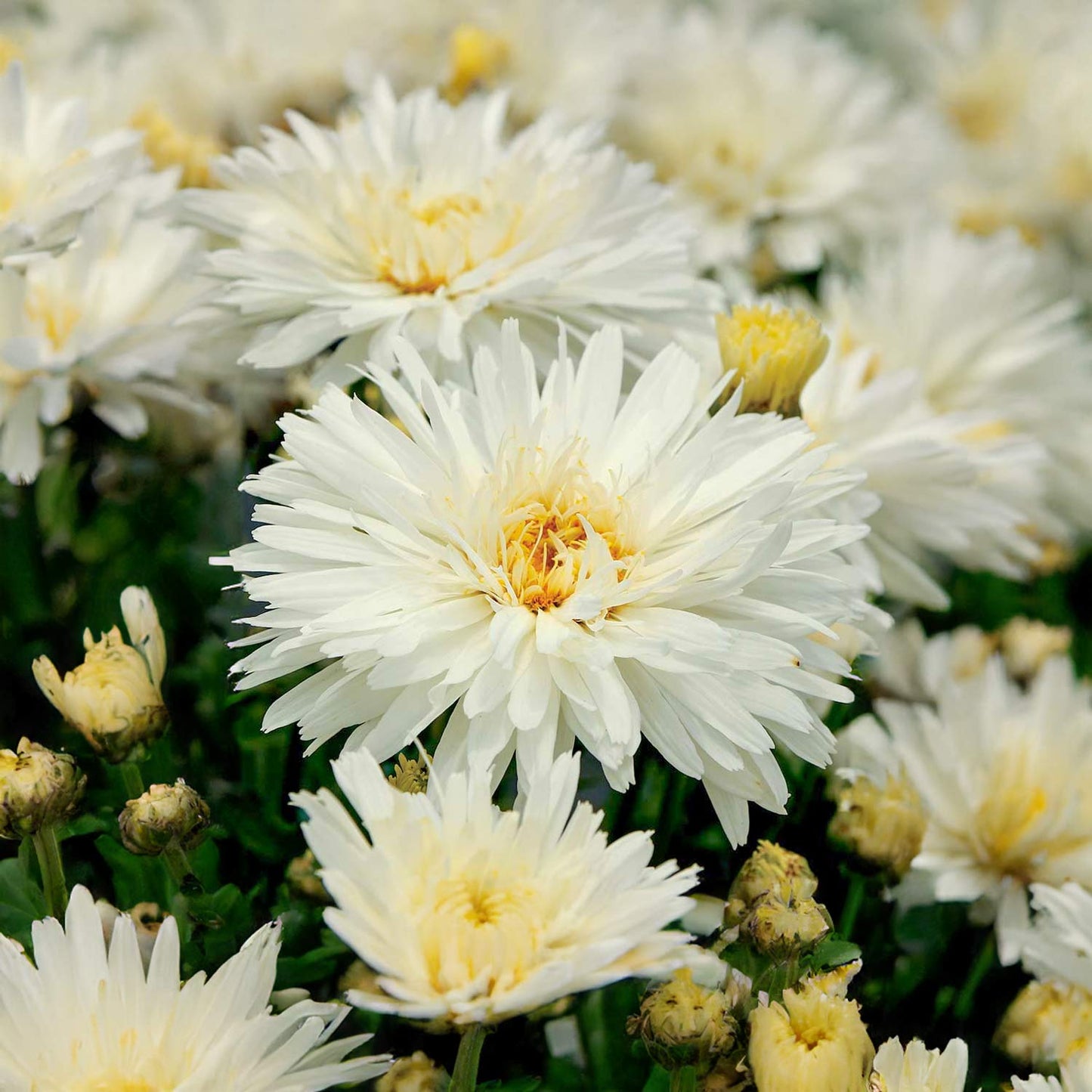 Leucanthemum 'Mount Hood'