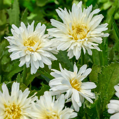 Leucanthemum 'Mount Hood'