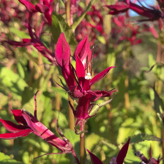 Lobelia x speciosa 'Sparkling Ruby'