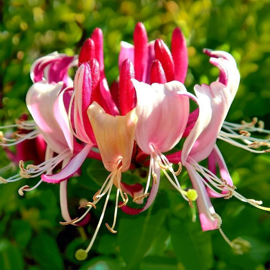 Lonicera periclymenum 'Serotina'