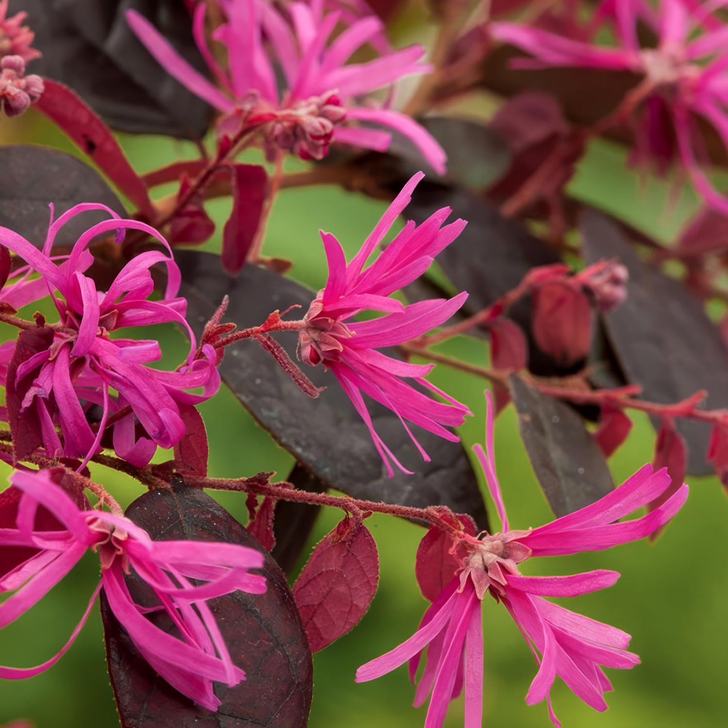 Loropetalum chinense var. rubrum 'Fire Dance'. Close-up of pink flowers with purple leaves on a blurred green background