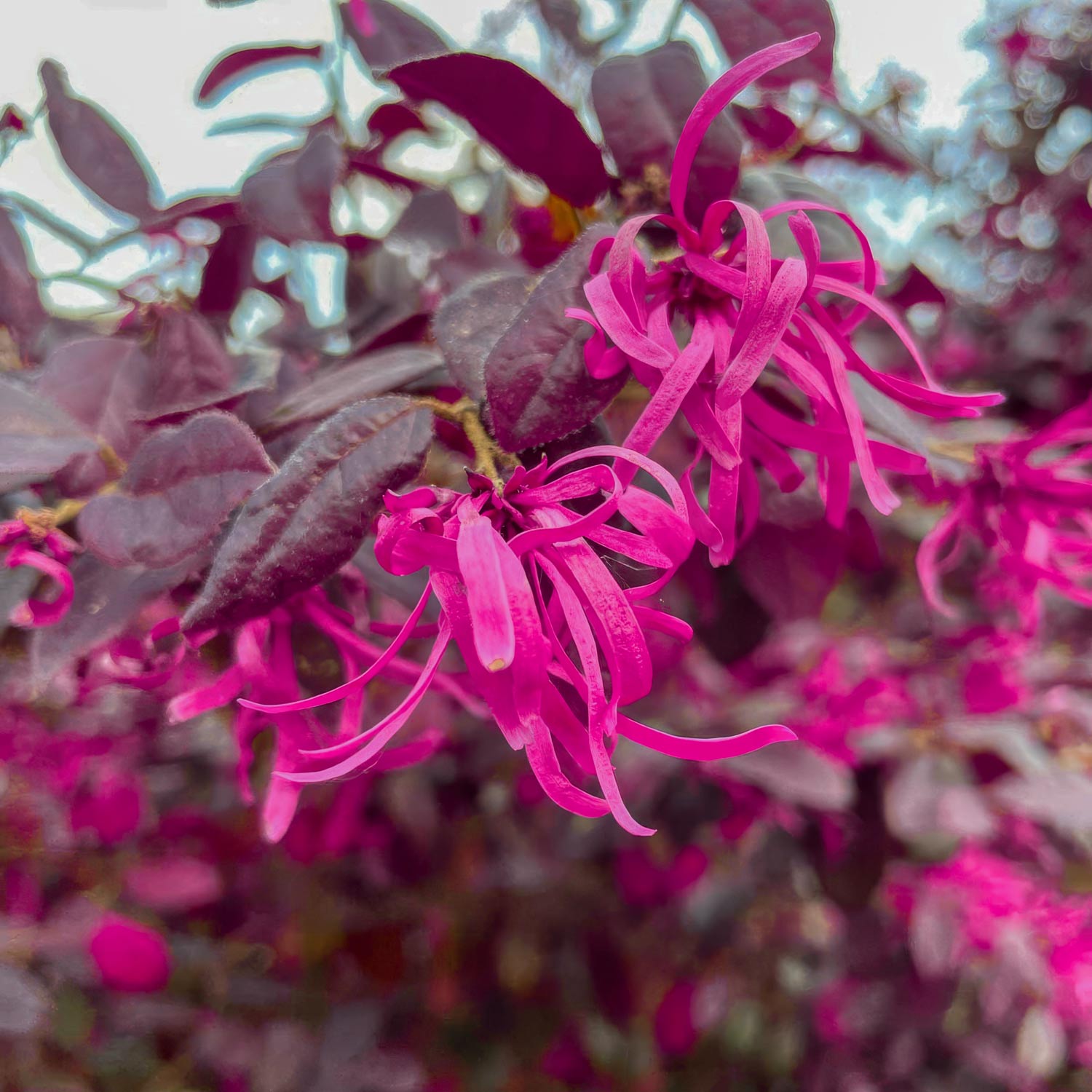 Loropetalum chinense var. rubrum 'Fire Dance'