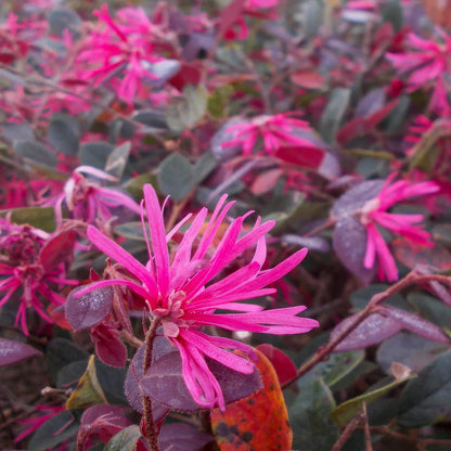 Loropetalum chinense var. rubrum 'Fire Dance'. Close-up of a pink flower with purple leaves in the background