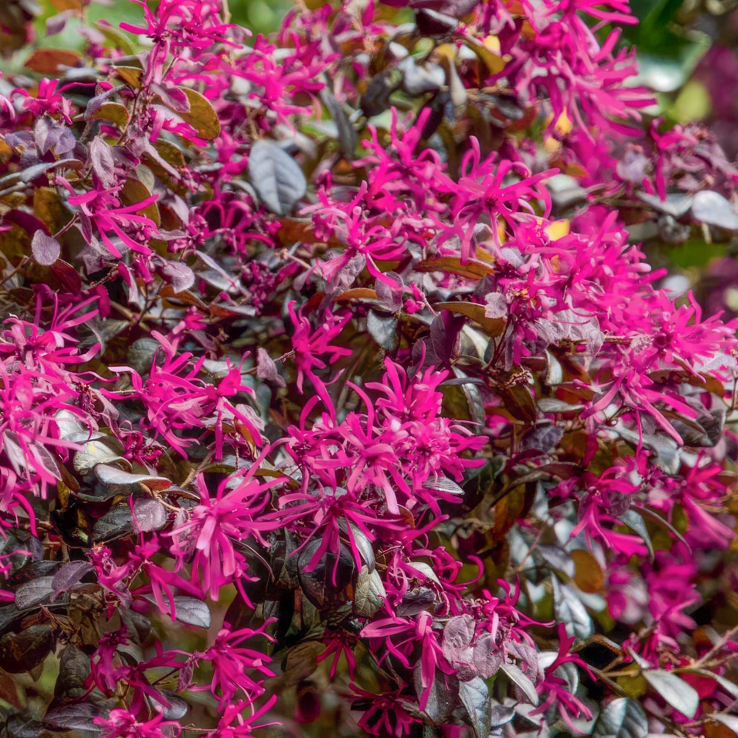 Loropetalum chinense 'Fire Dance'