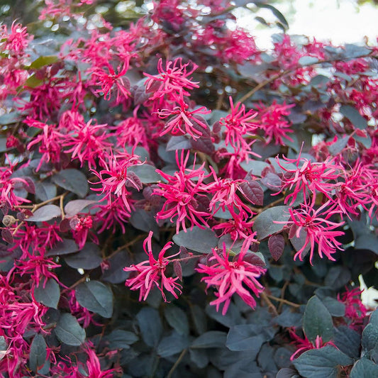 Loropetalum chinense 'Plum Gorgeous'